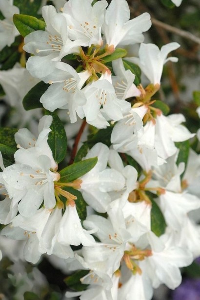 Рододендрон Дора Аматейс|Rhododendron ’Dora Amateis’|Рододендрон Дора Аматейс